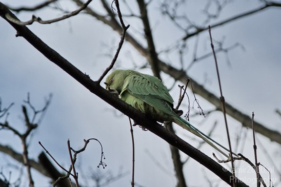 Rose_Ringed_parakeet_004.JPG