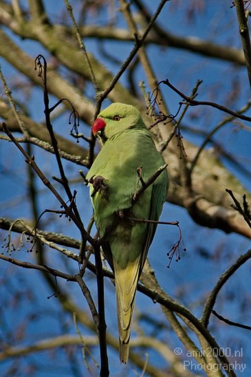 Rose_Ringed_parakeet_005.JPG