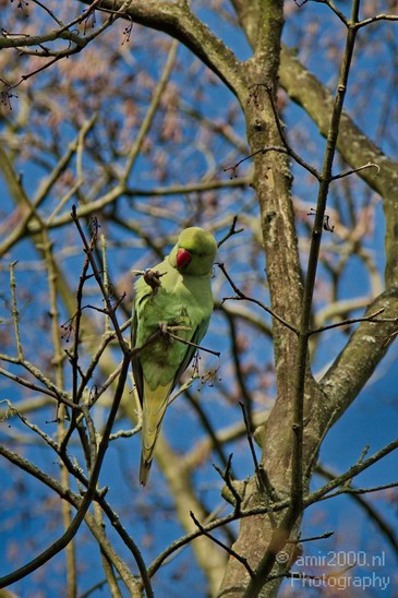 Rose_Ringed_parakeet_006.JPG