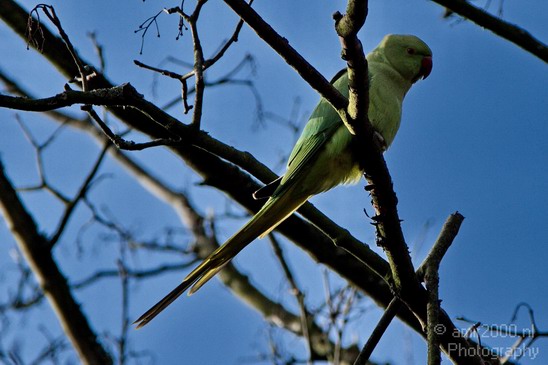 Rose_Ringed_parakeet_007.JPG