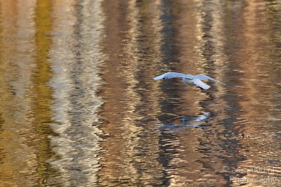 Seagull_and_Water_Reflection.JPG