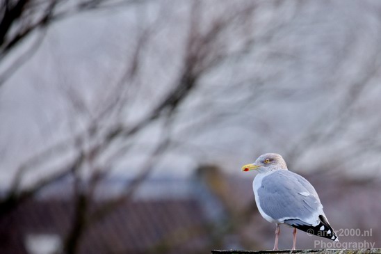 Seagull_birds_nature_photography_01.JPG