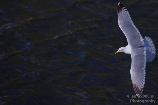 Seagull_nature_photography_41.JPG