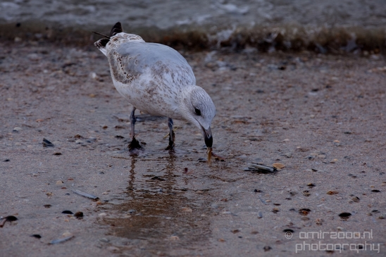 Seagull_nature_photography_57.JPG