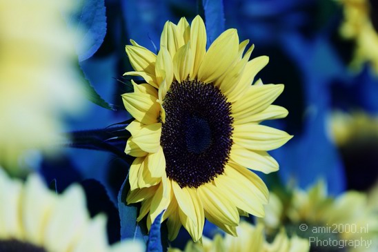 Sunflower_003.JPG