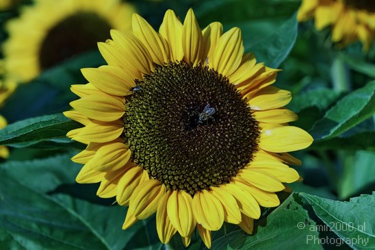 Sunflower_004.JPG