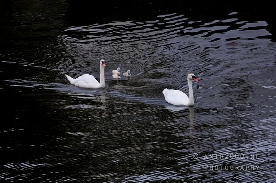 Swan_nature_photography_52.JPG