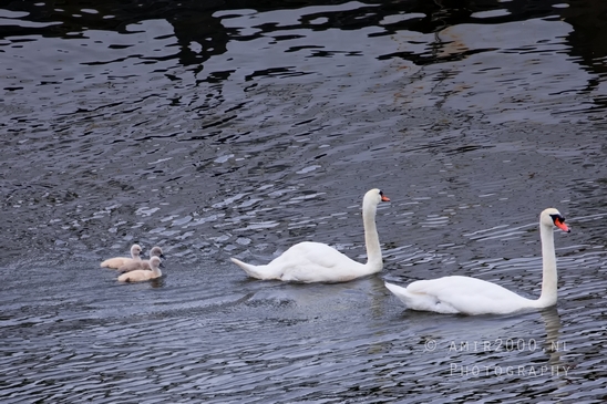 Swan_nature_photography_53.JPG