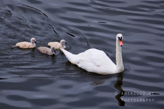 Swan_nature_photography_54.JPG