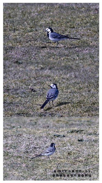 White_Wagtail.JPG