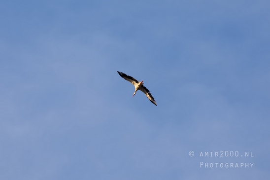 White_stork_Ciconia_nature_photography_06.JPG