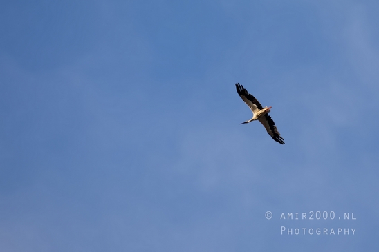 White_stork_Ciconia_nature_photography_07.JPG