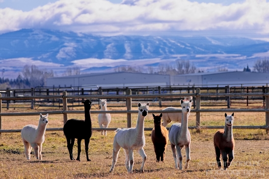 Alpaca_Lama_pacos_nature_photography_Idaho_Falls_Idaho_USA_01.JPG