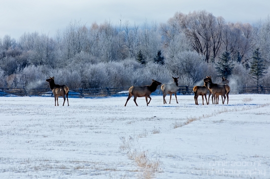 Elk_in_winter_wonderland_Grand_Teton_Wyoming_USA_nature_landscape_photography_01.JPG