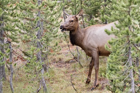 Elk_usa_001.JPG