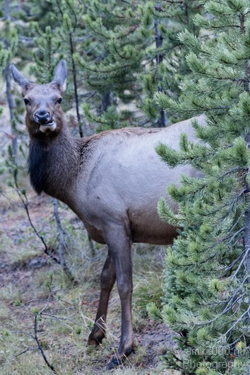 Elk_usa_002.JPG