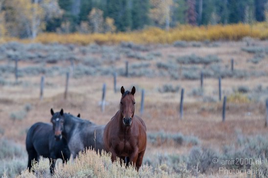 Horses_usa_001.JPG