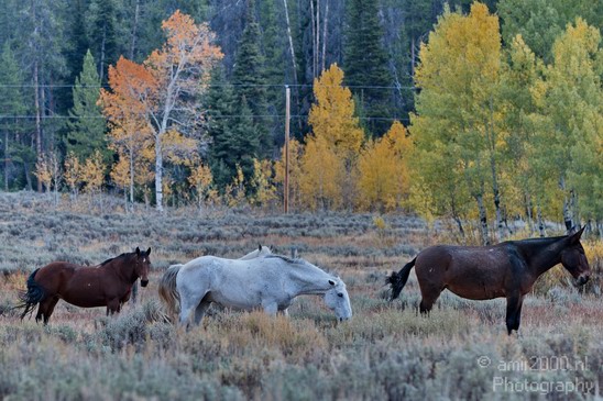 Horses_usa_003.JPG