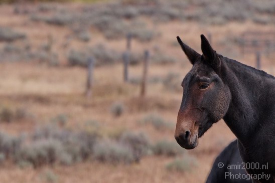 Horses_usa_004.JPG