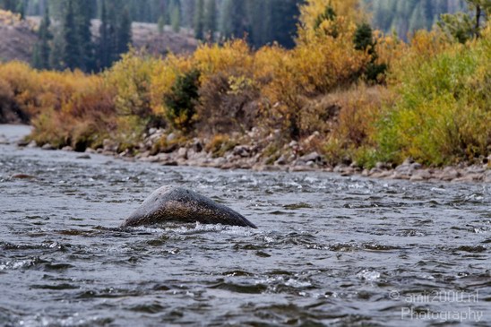 Teton_Yellowstone_national_park_usa_010.JPG