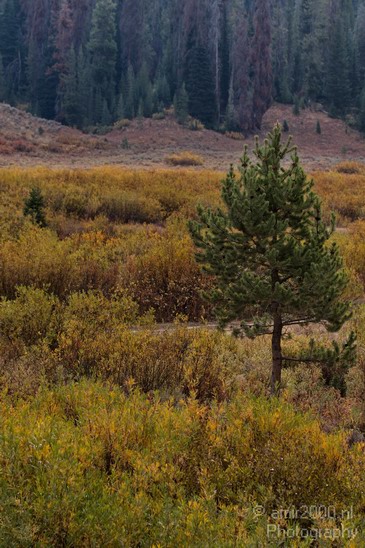 Teton_Yellowstone_national_park_usa_012.JPG