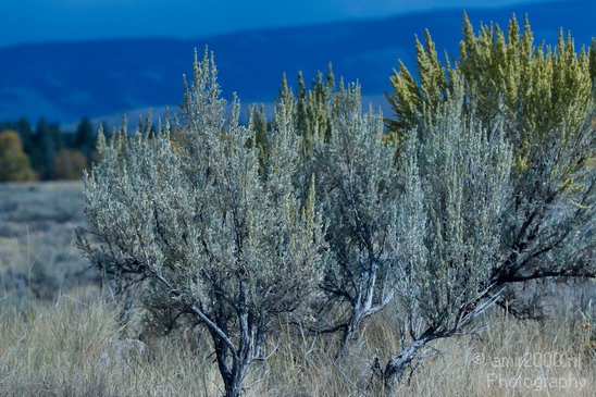 Teton_Yellowstone_national_park_usa_017.JPG